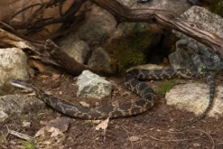 Texas-Kükennatter, Pantherophis o. lindheimeri