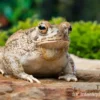 Texaskröte, Anaxyrus speciosus