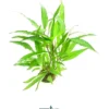 Thailand Wasserfreund, Hygrophila corymbosa Thailand, im Topf