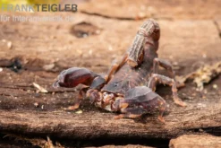 Thailand Zwergskorpion, Chaerilus sp. Thailand