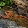 Thailändische Bambusnatter, Oreocryptophis p.coxi