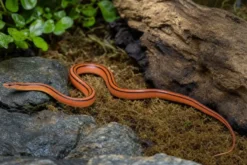 Thailändische Bambusnatter, Oreocryptophis p.coxi