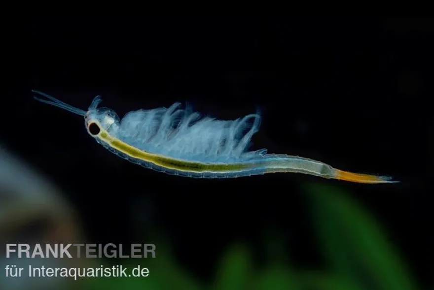 Thailändische Feenkrebse, Branchinella thailandensis sanoamuang, 10.000 Eier