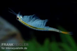 Thailändische Feenkrebse, Branchinella thailandensis sanoamuang, 10.000 Eier