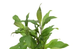 Thailändischer Wasserfreund, Hygrophila corymbosa 