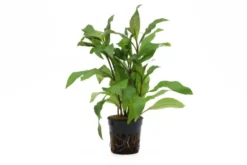 Thailändischer Wasserfreund, Hygrophila corymbosa 