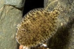 Thailändische Süsswasserflunder, Brachirus panoides, 6-9 cm