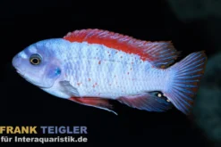 Thumbi West Schabemaulbuntbarsch, Labeotropheus trewavasae "Thumbi West", 3-4 cm