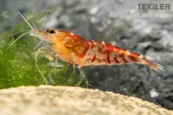 TiBee-Garnele rot, Tigerbiene, Caridina spec.