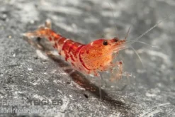 TiBee-Garnele rot, Tigerbiene, Caridina spec.