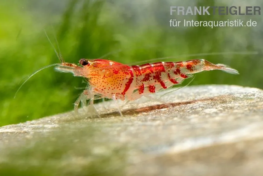 TiBee-Garnele rot, Tigerbiene, Caridina spec.