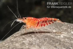 TiBee-Garnele rot, Tigerbiene, Caridina spec.