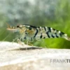 TiBee-Garnele schwarz, Tigerbiene, Caridina spec.