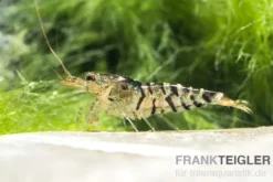 TiBee-Garnele schwarz, Tigerbiene, Caridina spec.