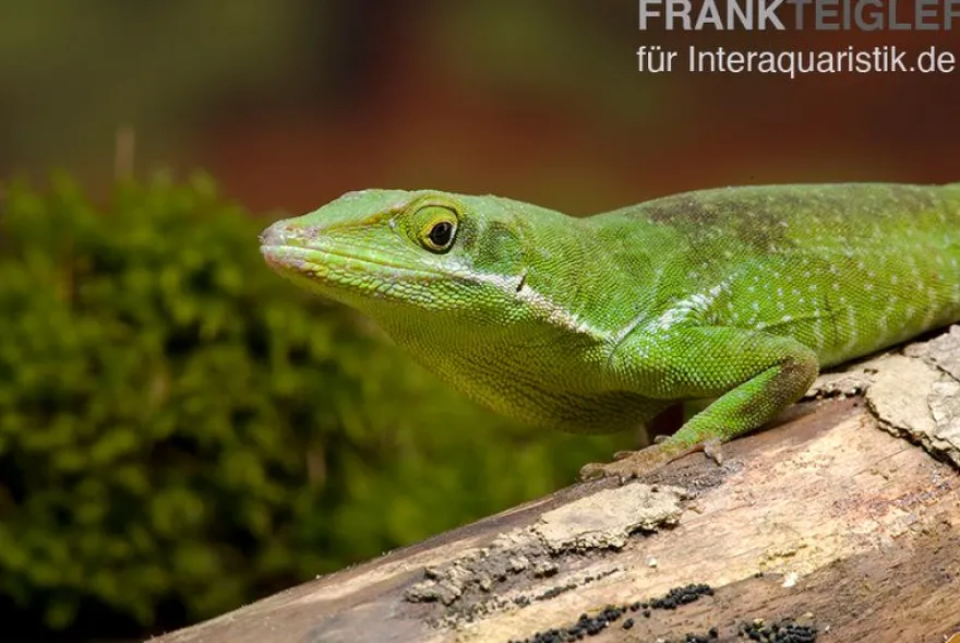 Tiburon Grünanole, Anolis chlorocyanu