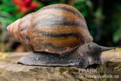 Tiger-Achatschnecke, Achatina achatina