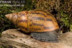 Tiger-Achatschnecke, Achatina achatina