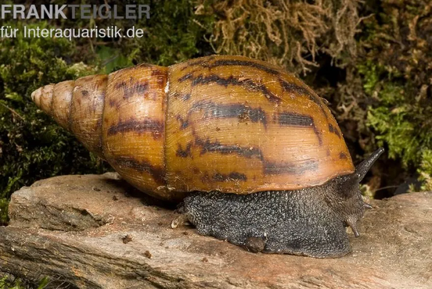 Tiger-Achatschnecke, Achatina achatina
