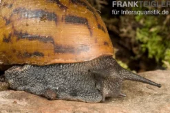 Tiger-Achatschnecke, Achatina achatina