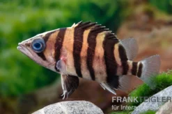 Tigerbarsch, Datnioides microlepis