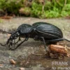 Tiger Beetle, Tefflus megerlei