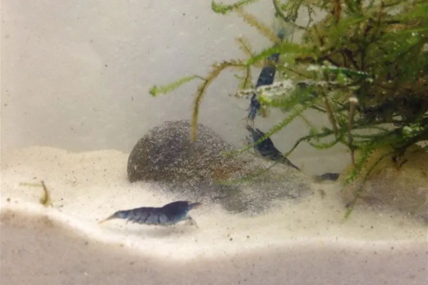 Tiger-Bundle: 10 x Blaue Tigergarnele, Caridina cf. cantonensis + Portion Javamoos