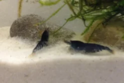 Tiger-Bundle: 10 x Blaue Tigergarnele, Caridina cf. cantonensis + Portion Javamoos