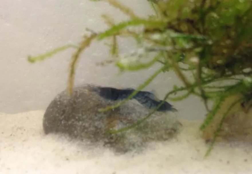 Tiger-Bundle: 10 x Blaue Tigergarnele, Caridina cf. cantonensis + Portion Javamoos