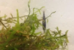 Tiger-Bundle: 10 x Blaue Tigergarnele, Caridina cf. cantonensis + Portion Javamoos