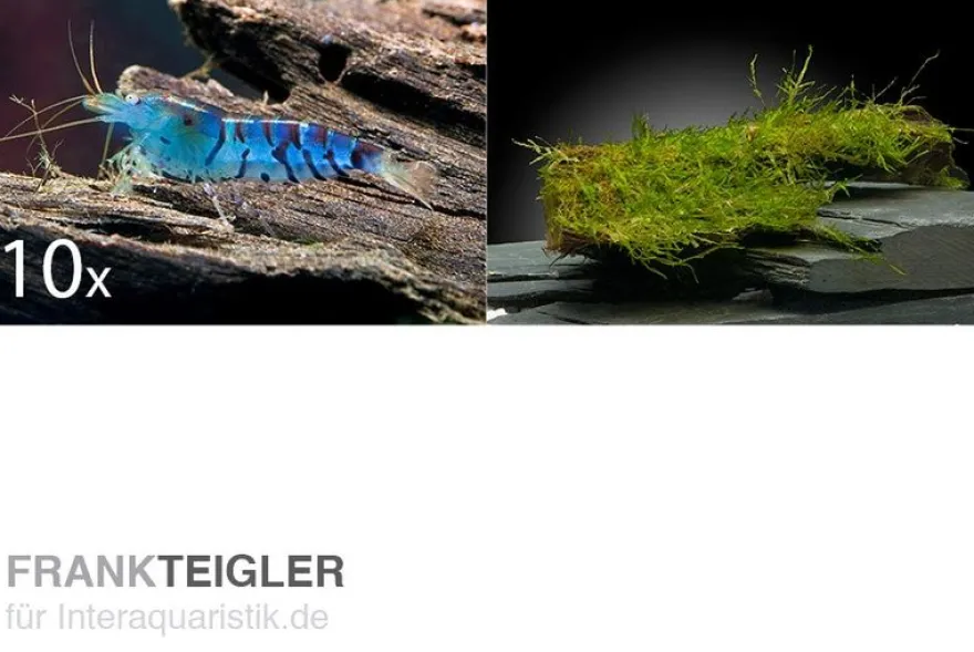 Tiger-Bundle: 10 x Blaue Tigergarnele, Caridina cf. cantonensis + Portion Javamoos