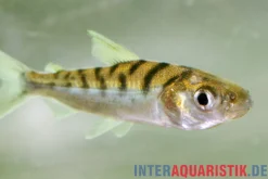 Tiger-Curimata, Curimata vittata, 4-6 cm