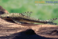 Tiger-Otocinclus, Hypoptopoma psilogaster, 4-6 cm