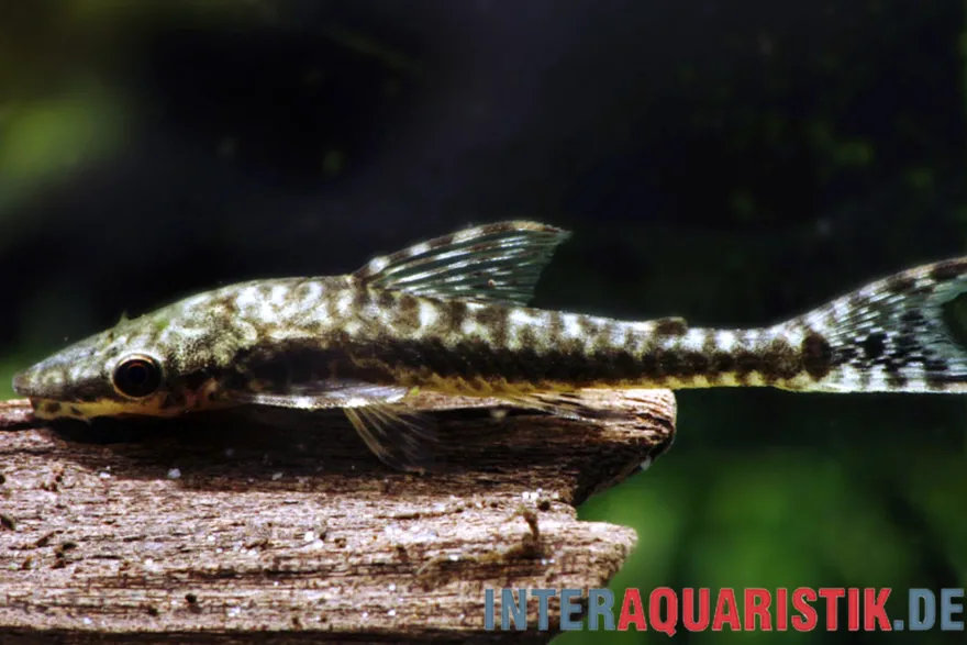 Tiger-Otocinclus, Hypoptopoma psilogaster, 4-6 cm