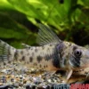 Tigerpanzerwels, Corydoras orcesi