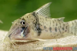 Tigerpanzerwels, Corydoras orcesi