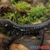 Tigersalamander, Ambystoma tigrinum tigrinum