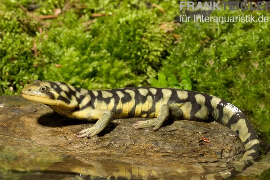 Tigersalamander, Ambystoma tigrinum tigrinum