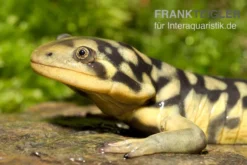 Tigersalamander, Ambystoma tigrinum tigrinum