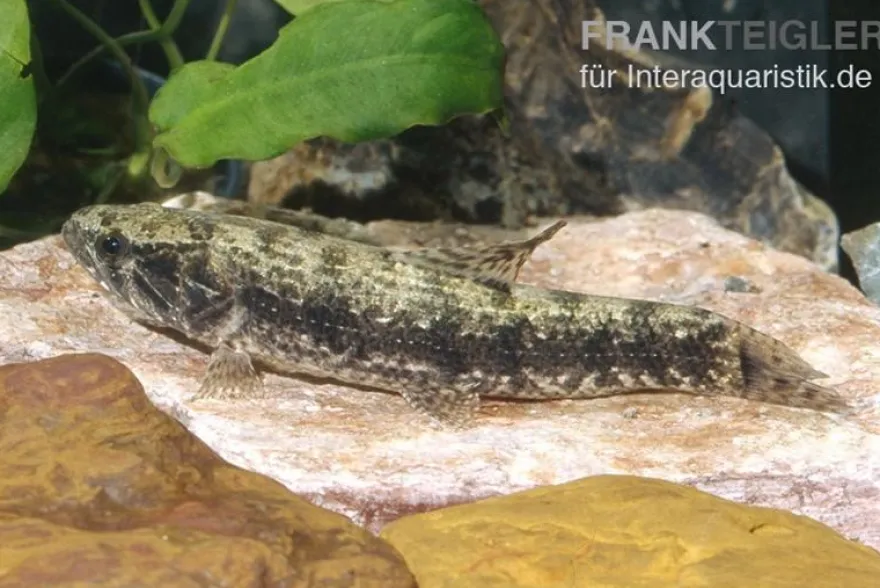 Tigersalmler (Wolfssalmler), Hoplias malabaricus