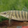 Tigerschmerle, Botia helodes, 6-9 cm