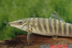 Tigerschmerle, Botia helodes, 6-9 cm