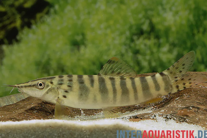 Tigerschmerle, Botia helodes, 6-9 cm