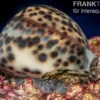Tigerschnecke, Cypraea tigris