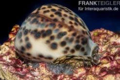 Tigerschnecke, Cypraea tigris