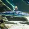 Tiger-Spatelwels, Pseudoplatystoma tigrinum