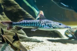 Tiger-Spatelwels, Pseudoplatystoma tigrinum