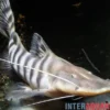 Tigerwels, Merodontotus tigrinus