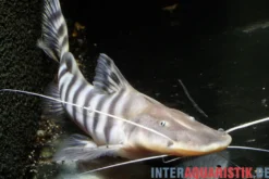 Tigerwels, Merodontotus tigrinus
