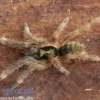 Tiger-Zwergvogelspinne, Neoholothele incei