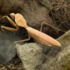 Timor-Schildmantis, Rhombodera kirbyi